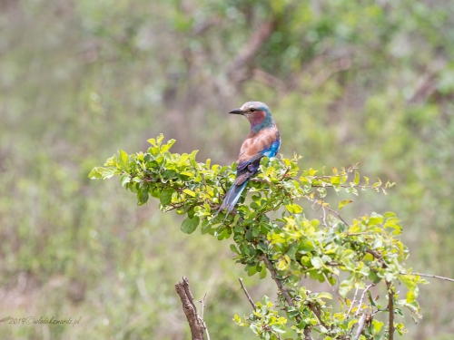 Kraska liliowopierśna (ang. Lilac-breasted Roller, łac. Coracias caudatus) -6533- Fotografia Przyrodnicza - WlodekSmardz.pl