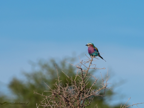 Kraska liliowopierśna (ang. Lilac-breasted Roller, łac. Coracias caudatus) -4743- Fotografia Przyrodnicza - WlodekSmardz.pl