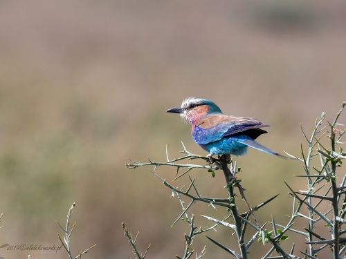 Kraska liliowopierśna (ang. Lilac-breasted Roller, łac. Coracias caudatus) -4968- Fotografia Przyrodnicza - WlodekSmardz.pl