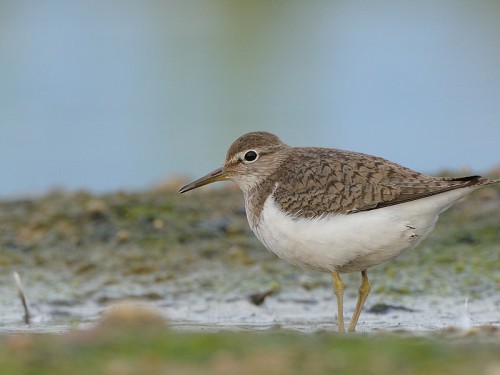 Brodziec piskliwy (ang. Common Sandpipe, łac. Actitis hypoleucos)- Fotografia Przyrodnicza - WlodekSmardz.pl