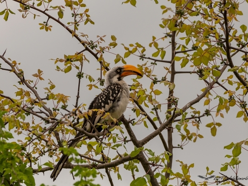Toko żółtodzioby (ang. Eastern Yellow-billed Hornbill, łac. Tockus flavirostris) -6435- Fotografia Przyrodnicza - WlodekSmardz.pl