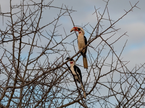 Toko czarnoskrzydły (ang. Von der Decken's Hornbill, łac. Tockus deckeni) -6796- Fotografia Przyrodnicza - WlodekSmardz.pl