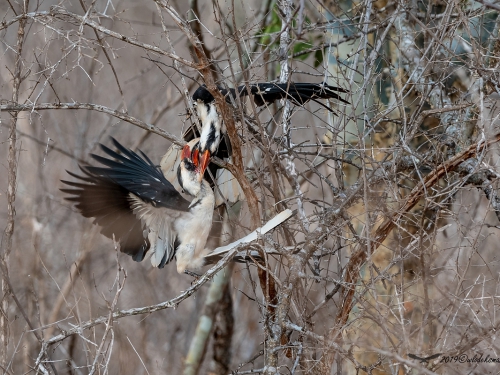 Toko czarnoskrzydły (ang. Von der Decken's Hornbill, łac. Tockus deckeni) -6796- Fotografia Przyrodnicza - WlodekSmardz.pl