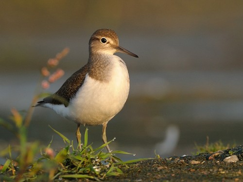 Brodziec piskliwy (ang. Common Sandpipe, łac. Actitis hypoleucos)- Fotografia Przyrodnicza - WlodekSmardz.pl