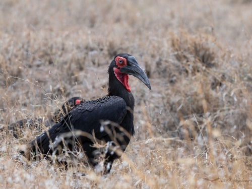 Dzioboróg kafryjski (ang. Southern Ground-Hornbill, łac. Bucorvus leadbeateri) -5273- Fotografia Przyrodnicza - WlodekSmardz.pl