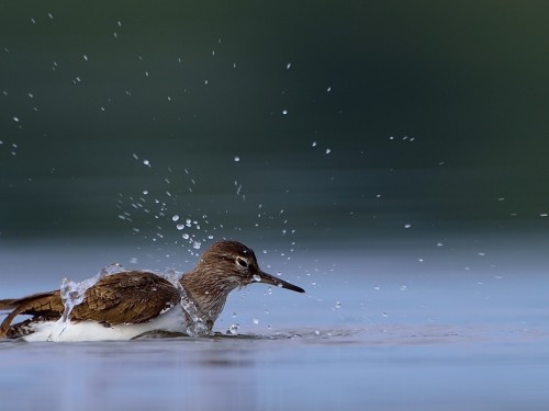 Brodziec piskliwy (ang. Common Sandpipe, łac. Actitis hypoleucos) - 8787- Fotografia Przyrodnicza - WlodekSmardz.pl