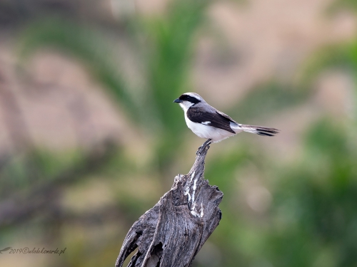 Dzierzba srokoszowata (ang. Grey-backed Fiscal, łac. Lanius excubitoroides) -4837- Fotografia Przyrodnicza - WlodekSmardz.pl