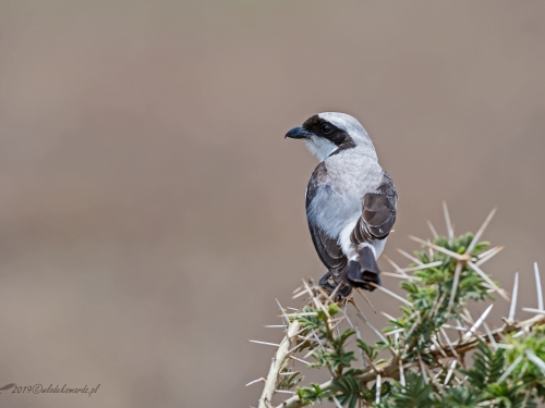 Dzierzba srokoszowata (ang. Grey-backed Fiscal, łac. Lanius excubitoroides) -5310- Fotografia Przyrodnicza - WlodekSmardz.pl