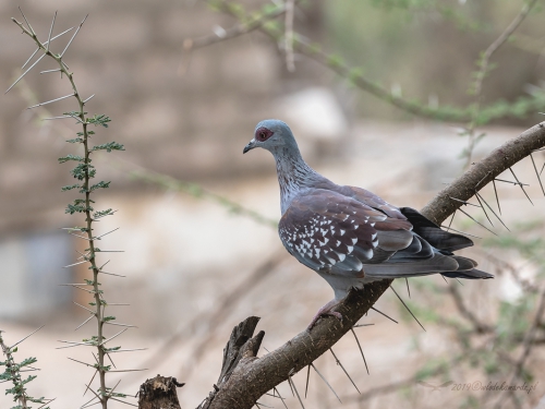 Gołąb okularowy (ang. Speckled Pigeon, łac. Columba guinea) -4047- Fotografia Przyrodnicza - WlodekSmardz.pl