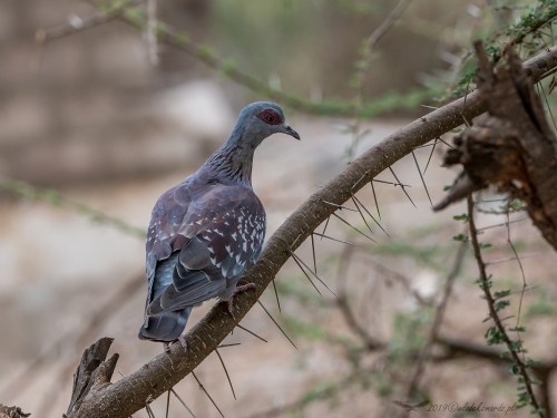 Gołąb okularowy (ang. Speckled Pigeon, łac. Columba guinea) -4053- Fotografia Przyrodnicza - WlodekSmardz.pl