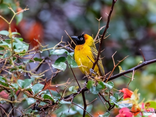 Wikłacz sawannowy (ang. Lesser Masked Weaver, łac. Ploceus intermedius) -3477- Fotografia Przyrodnicza - WlodekSmardz.pl