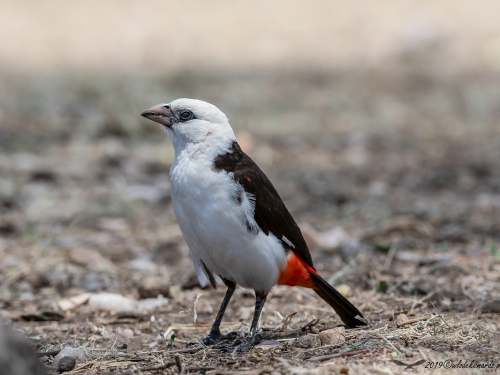 Bawolik białogłowy (ang. White-headed Buffalo-Weaver, łac. Dinemellia dinemelli) -5218- Fotografia Przyrodnicza - WlodekSmardz.pl