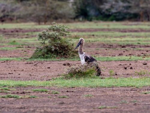 Żabiru afrykański (ang. Saddle-billed Stork, łac. Ephippiorhynchus senegalensis) -3780- Fotografia Przyrodnicza - WlodekSmardz.pl