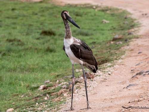 Żabiru afrykański (ang. Saddle-billed Stork, łac. Ephippiorhynchus senegalensis) -6112- Fotografia Przyrodnicza - WlodekSmardz.pl