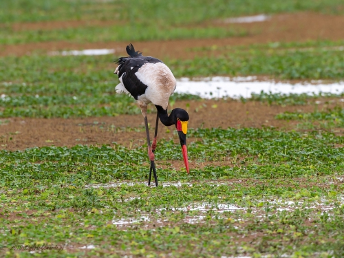Żabiru afrykański (ang. Saddle-billed Stork, łac. Ephippiorhynchus senegalensis) -3571- Fotografia Przyrodnicza - WlodekSmardz.pl