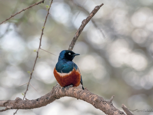 Błyszczak rudobrzuchy (ang. Superb Starling, łac. Lamprotornis superbus) -4014- Fotografia Przyrodnicza - WlodekSmardz.pl