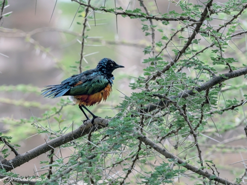 Błyszczak rudobrzuchy (ang. Superb Starling, łac. Lamprotornis superbus) -4060- Fotografia Przyrodnicza - WlodekSmardz.pl