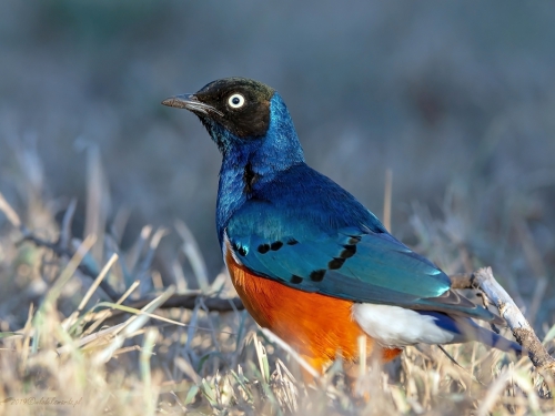 Błyszczak rudobrzuchy (ang. Superb Starling, łac. Lamprotornis superbus) -4645- Fotografia Przyrodnicza - WlodekSmardz.pl