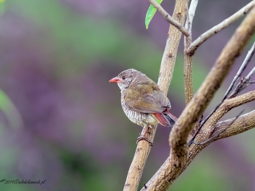 Melba pstra (ang. Green-winged Pytilia, łac. Pytilia melba) -6360- Fotografia Przyrodnicza - WlodekSmardz.pl