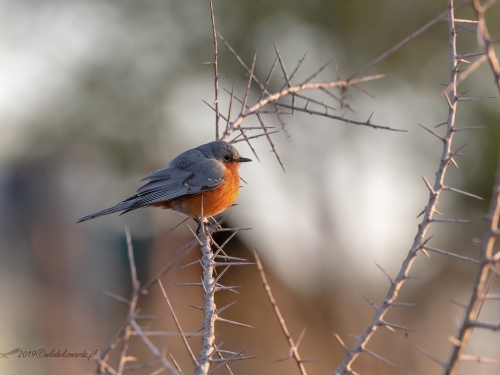 Mucharka srebrna (ang. Silverbird, łac. Empidornis semipartitus) -4580- Fotografia Przyrodnicza - WlodekSmardz.pl