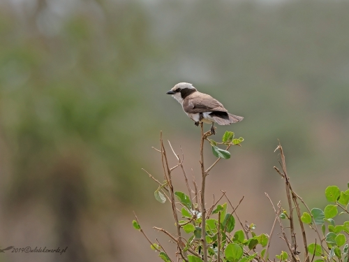 Białoczub białorzytny (ang. White-rumped Shrike, łac. Eurocephalus ruppelli) -5028- Fotografia Przyrodnicza - WlodekSmardz.pl