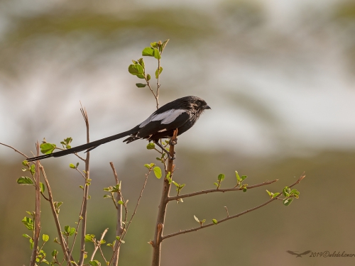 Dzierzbal srokaty (ang. Magpie Shrike, łac. Urolestes melanoleucus) -4736- Fotografia Przyrodnicza - WlodekSmardz.pl