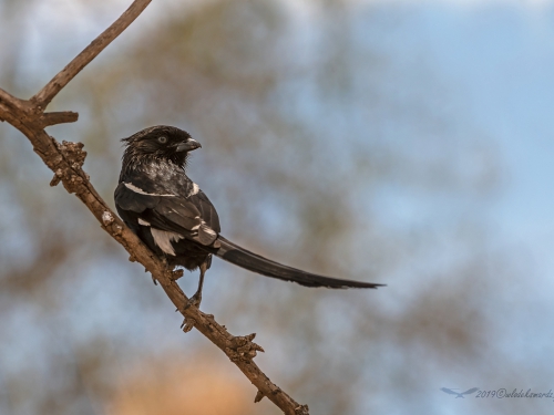 Dzierzbal srokaty (ang. Magpie Shrike, łac. Urolestes melanoleucus) -5217- Fotografia Przyrodnicza - WlodekSmardz.pl