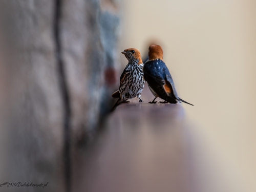 Jaskółka abisyńska (ang. Lesser Striped-Swallow, łac. Cecropis abyssinica) -6656- Fotografia Przyrodnicza - WlodekSmardz.pl