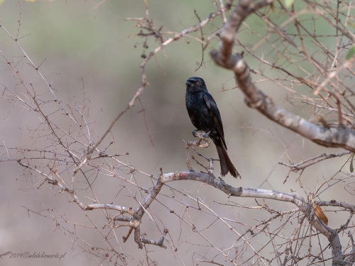 Dziwogon żałobny (ang. Fork-tailed Drongo, łac. Dicrurus adsimilis) -6831- Fotografia Przyrodnicza - WlodekSmardz.pl