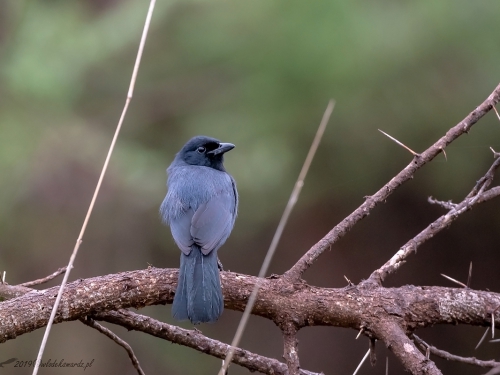 Dzierzyk stalowy (ang. Slate-colored Boubou, łac. Laniarius funebris) -6236- Fotografia Przyrodnicza - WlodekSmardz.pl