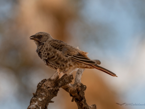 Sawannik (ang. Rufous-tailed Weaver, łac. Histurgops ruficauda) -5203- Fotografia Przyrodnicza - WlodekSmardz.pl