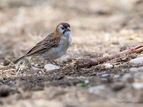 Łuskogłowik czarnobrody (ang. Speckle-fronted Weaver, łac. Sporopipes frontalis) -5234- Fotografia Przyrodnicza - WlodekSmardz.pl