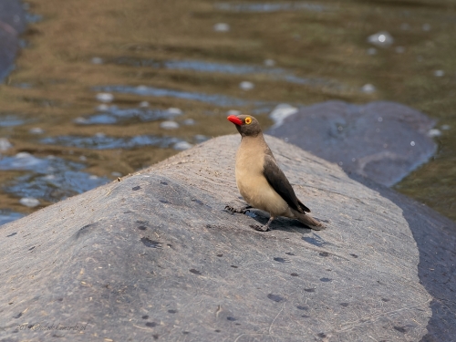 Bąkojad czerwonodzioby (ang. Red-billed Oxpecker, łac. Buphagus erythrorhynchus) -5041- Fotografia Przyrodnicza - WlodekSmardz.pl