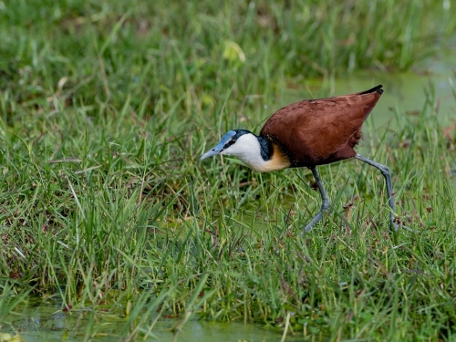 Długoszpon afrykański (ang. African Jacanar, łac. Actophilornis africanus) -6175- Fotografia Przyrodnicza - WlodekSmardz.pl