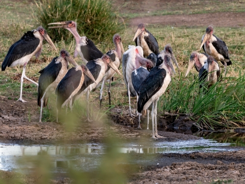 Marabut afrykański (ang. Marabou Stork, łac. Leptoptilos crumenifer) -4486- Fotografia Przyrodnicza - WlodekSmardz.pl