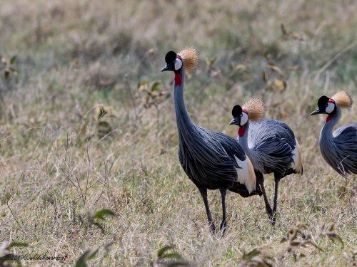Żuraw koroniasty (ang. Black Crowned-Crane, łac. Balearica pavonina) -5752- Fotografia Przyrodnicza - WlodekSmardz.pl