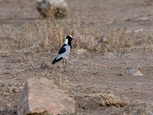 Czajka srokata (ang. Blacksmith Lapwing, łac. Vanellus armatus) -4376- Fotografia Przyrodnicza - WlodekSmardz.pl