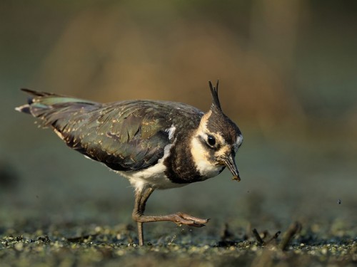 Czajka (ang. Northern lapwing, łac. Vanellus vanellus)- Fotografia Przyrodnicza - WlodekSmardz.pl