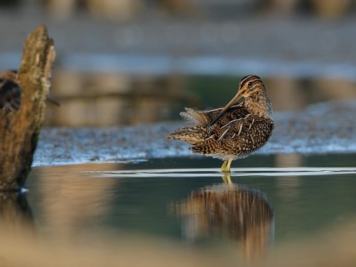 Kszyk (ang. Common Snipe, łac. Gallinago gallinago)- Fotografia Przyrodnicza - WlodekSmardz.pl