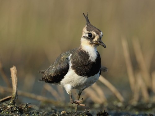 Czajka (ang. Northern lapwing, łac. Vanellus vanellus)- Fotografia Przyrodnicza - WlodekSmardz.pl