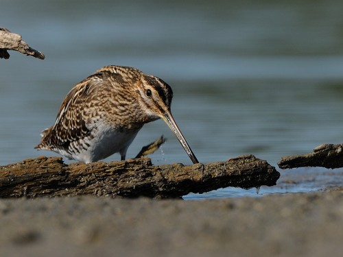 Kszyk (ang. Common Snipe, łac. Gallinago gallinago)- Fotografia Przyrodnicza - WlodekSmardz.pl