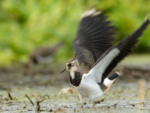 Czajka (ang. Northern lapwing, łac. Vanellus vanellus)- Fotografia Przyrodnicza - WlodekSmardz.pl