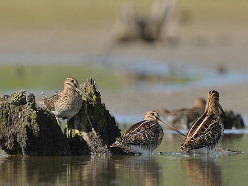 Kszyk (ang. Common Snipe, łac. Gallinago gallinago)- Fotografia Przyrodnicza - WlodekSmardz.pl