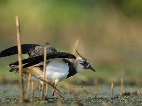 Czajka (ang. Northern lapwing, łac. Vanellus vanellus)- Fotografia Przyrodnicza - WlodekSmardz.pl