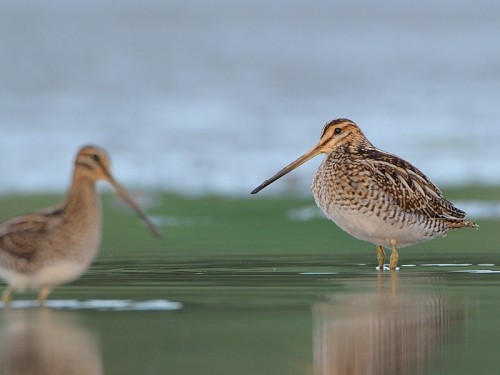 Kszyk (ang. Common Snipe, łac. Gallinago gallinago)- Fotografia Przyrodnicza - WlodekSmardz.pl