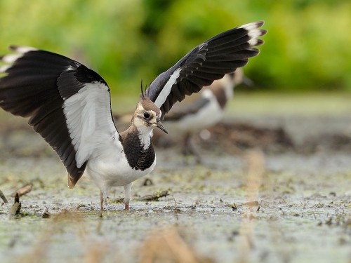 Czajka (ang. Northern lapwing, łac. Vanellus vanellus) - 5949- Fotografia Przyrodnicza - WlodekSmardz.pl