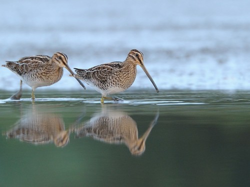 Kszyk (ang. Common Snipe, łac. Gallinago gallinago)- Fotografia Przyrodnicza - WlodekSmardz.pl