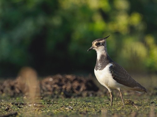 Czajka (ang. Northern lapwing, łac. Vanellus vanellus) - 6225- Fotografia Przyrodnicza - WlodekSmardz.pl