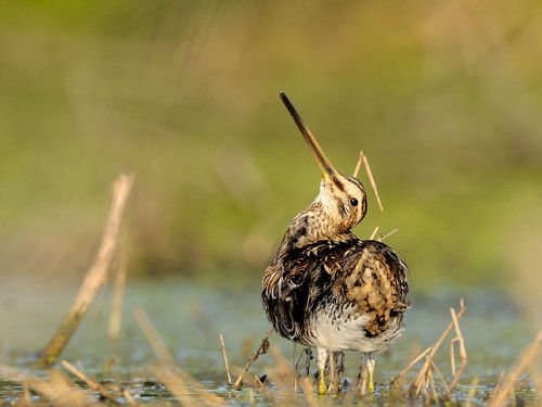 Kszyk (ang. Common Snipe, łac. Gallinago gallinago)- Fotografia Przyrodnicza - WlodekSmardz.pl