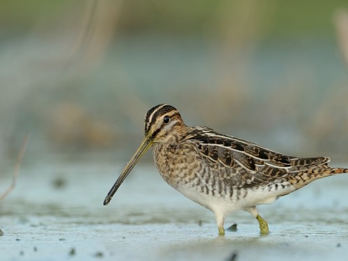 Kszyk (ang. Common Snipe, łac. Gallinago gallinago)- Fotografia Przyrodnicza - WlodekSmardz.pl